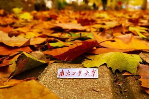 南京工業(yè)大學 百廿育才，鑄就科技與產(chǎn)業(yè)輝煌——慶祝建校119周年